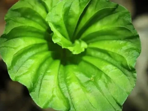 Độc lạ loài cây Việt Nam sở hữu: Mang nguồn gen quý giá, người bản địa hiếm cơ hội nhìn thấy