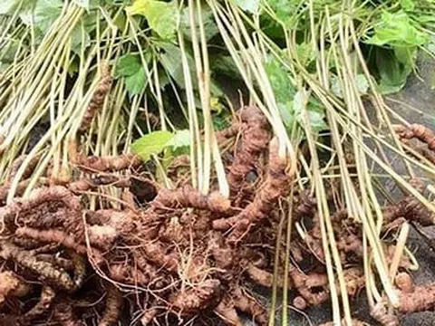 Trồng sâm Ngọc Linh quý hiếm giữa đại ngàn Tây Nguyên