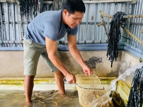 Giá lươn ở mức thấp, người nuôi trước nguy cơ lỗ nặng