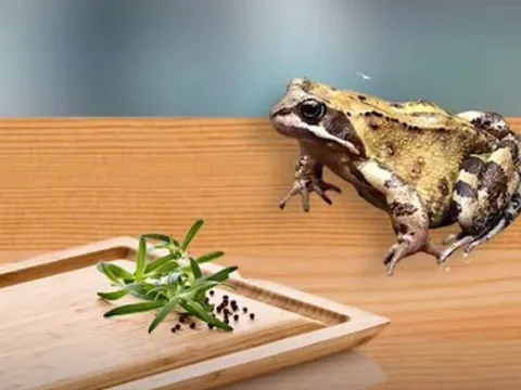 5 người bị ngộ độc vì ăn thịt cóc