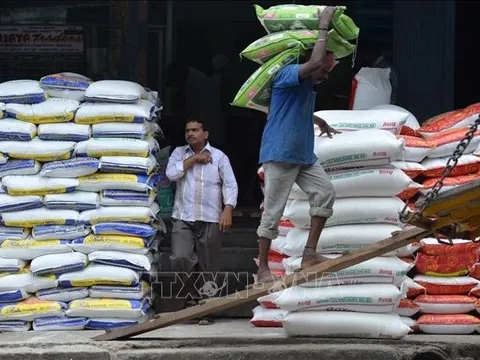 Ấn Độ giảm giá sàn xuất khẩu gạo basmati