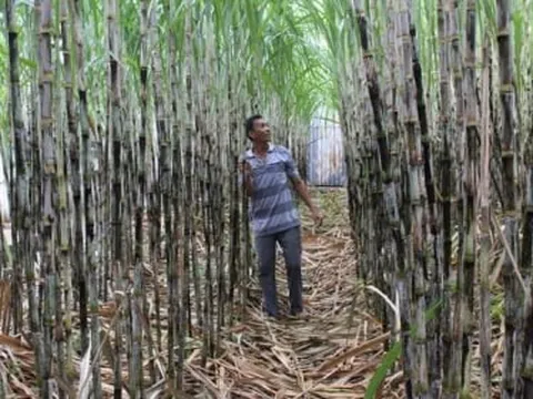 Nhà máy đường lớn nhất miền Tây tạm dừng sản xuất vì người dân từ chối bán mía
