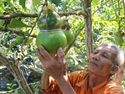 Tất bật tạo hình trái cây "độc", lạ