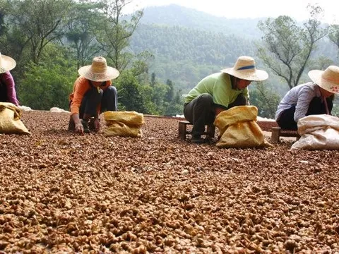 Hai “báu vật” trời ban cho Việt Nam cực hiếm quốc gia sở hữu: Xuất khẩu thu về hơn 200 triệu USD trong 9 tháng, Ấn Độ, Mỹ, Trung Quốc đều ra sức săn lùng