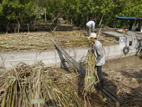 Nhà máy ngừng sản xuất vì giá đường tăng?