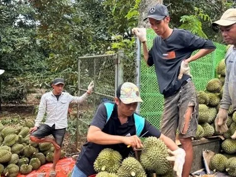 Sầu riêng được mùa, được giá, nông dân lãi tiền tỷ mỗi hecta
