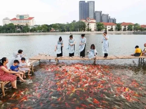 8 tấn cá koi mới thả ở cạnh hồ Tây phải 'dọn đi', lý do bất ngờ phía sau?