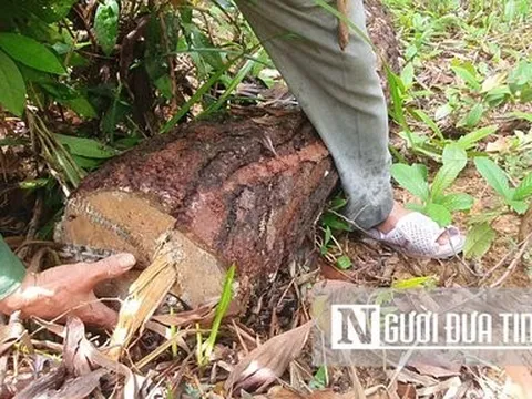 Nhiều cây thông khoảng 20 năm tuổi ở Tp.Huế bị đốn hạ