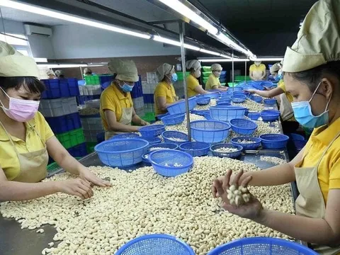 Trung Quốc ồ ạt gom mua hạt điều của Việt Nam: Hiệp hội điều khuyến cáo gì?