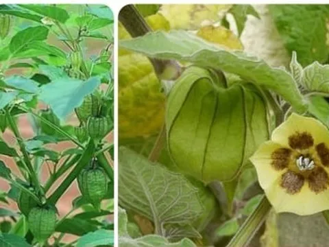 Loại cây dại mọc đầy ở Việt Nam lại là vũ khí chống ung thư và bệnh tiểu đường