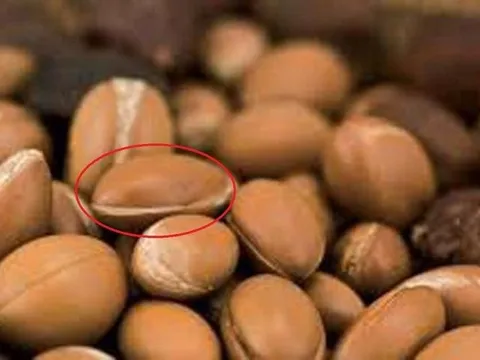 Ngắm loại quả đắt đỏ được ví như “vàng lỏng”, giá tận 34 triệu đồng