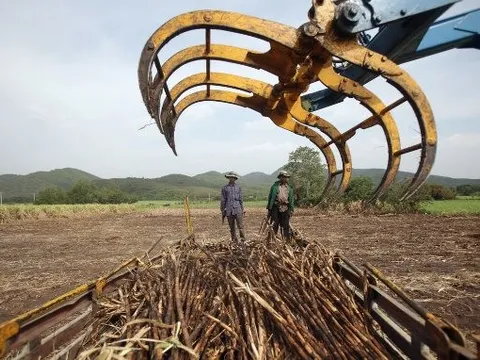 Nối gót Ấn Độ, một cường quốc nông sản khác bất ngờ kiểm soát xuất khẩu đường, là nhà cung cấp lớn thứ 2 thế giới