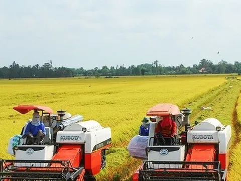 Vì sao xuất khẩu gạo cao kỷ lục, doanh nghiệp vẫn lãi ‘mỏng như lá lúa’?