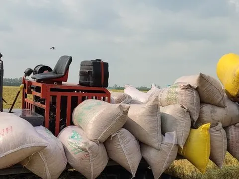 Giá gạo Việt Nam vượt xa Thái Lan tới 92 USD/tấn