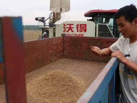 Sau gạo, thêm mặt hàng nông sản đang rơi vào khủng hoảng khiến Trung Quốc phải lùng sục khắp thế giới tìm mua