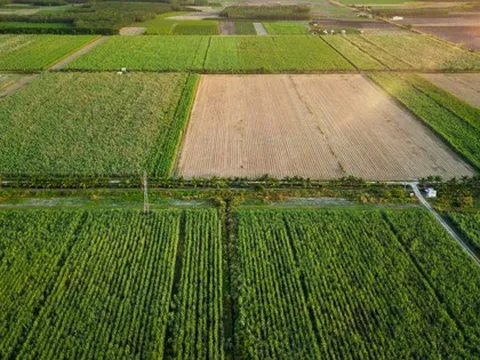 Đại gia Việt thâu tóm công ty từ tay người Pháp, sau 13 năm biến thành doanh nghiệp TỶ USD nhờ trồng gần 68.000 ha chỉ một thứ cây 'rẻ bèo'