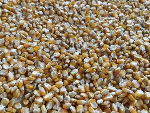 Việt Nam chi gần 5 tỉ USD nhập khẩu bắp, lúa mì, đậu nành để làm gì?