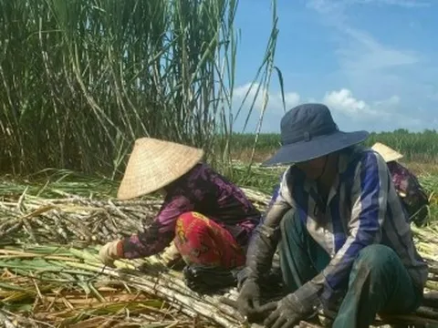 Giá mía ở Hậu Giang giảm mạnh
