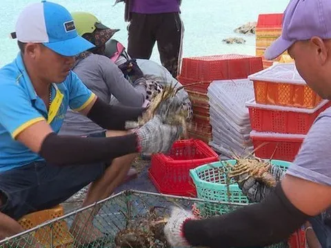 Tôm hùm bông rớt giá mạnh vẫn ế khách thu mua