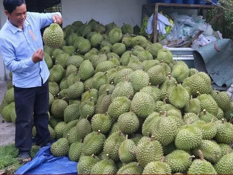 Giá sầu riêng cao ngất ngưởng, nhà vườn thu tiền tỷ