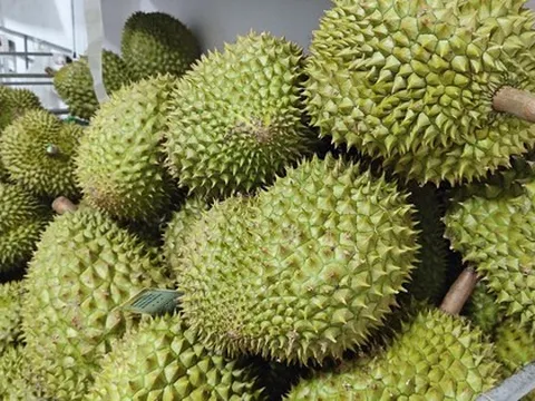 Sầu riêng lại lên cơn sốt giá, doanh nghiệp có lúc không mua được trái nào