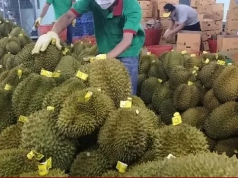 Vì sao giá sầu riêng tăng vọt, lên tới hơn 120.000 đồng/kg?