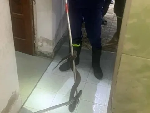 Hoảng hồn phát hiện rắn hổ mang lớn nằm cuộn tròn trong nhà tắm