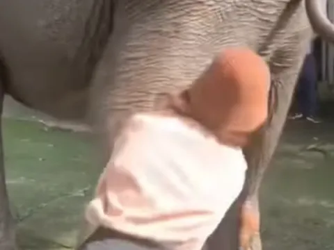 Đắk Lắk: Tự ý chạm vào vòi voi, du khách bị voi quật ngã