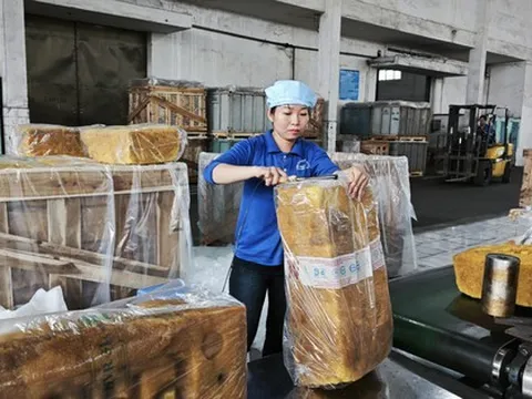 Kế hoạch lớn của ngành cao su