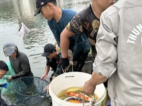 Hà Nội: Cận cảnh di chuyển toàn bộ 8 tấn cá koi khỏi hồ Đầm Đông