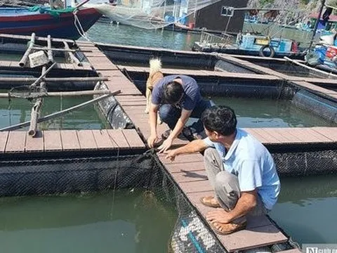 Nhiều hộ nuôi cá ở Cát Bà ngắc ngoải với “cục nợ” lồng bè HDPE