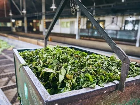 "Vàng xanh" của Việt Nam bất ngờ được Trung Quốc gom hàng với giá đắt đỏ kỷ lục, thu về hàng trăm triệu USD trong 9 tháng đầu năm