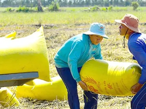 Nỗi lo đằng sau giá lúa cao kỷ lục