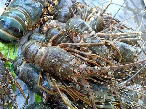 Biện pháp hạn chế thiệt hại cho người nuôi tôm hùm