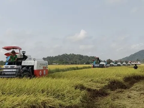 Cơ hội để gạo Việt Nam lập phân khúc mới