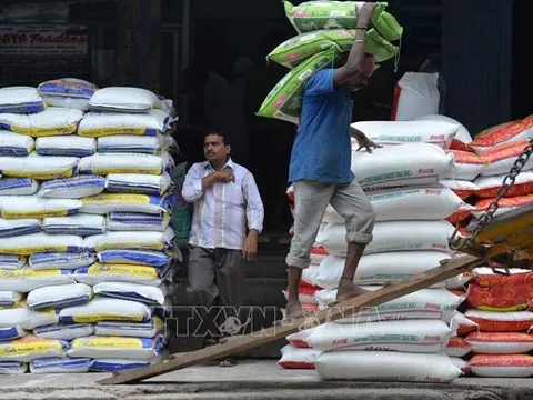 Nguồn cung gạo từ Ấn Độ tác động mạnh tới thị trường thế giới