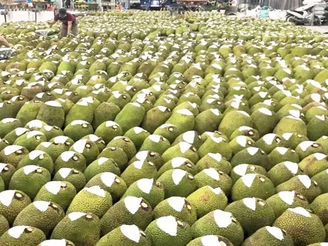 Việt Nam sở hữu 'cứu tinh của thế giới' khiến Trung Quốc phải thừa nhận ngon hơn 'của nhà trồng', là khách ruột nhập khẩu dù giá đắt đỏ