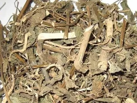 Tự ý uống thuốc nam chữa sỏi thận, người phụ nữ hoại tử toàn thân