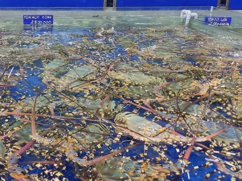 Giá tôm hùm bông bất ngờ giảm một nửa