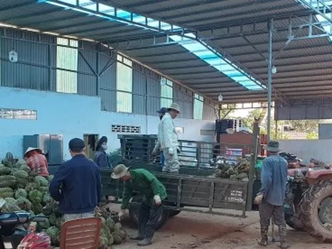 Sầu riêng Đắk Lắk: Nhiều thắng lợi, lắm lo âu