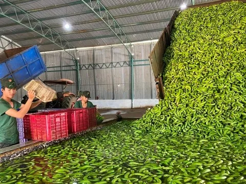 'Siêu thực phẩm' của Việt Nam khiến người Nhật dù khó tính nhất cũng phải khen vừa thơm vừa ngon, Trung Quốc tranh phần nhập khẩu giúp thu về hơn 200 triệu USD