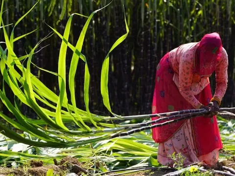 3 ông lớn sản xuất đều gặp 'hạn', giá của loại nguyên liệu quan trọng này chưa thể giảm trong ít nhất 1 năm tới