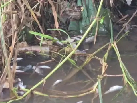 Cá chết bất thường ở Suối Bí, Đồng Nai