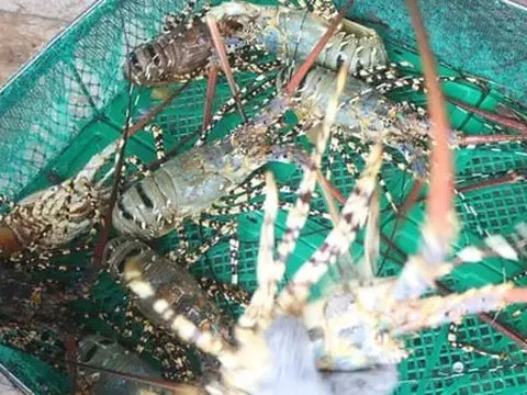 Xuất khẩu tôm hùm gặp khó do yêu cầu chính ngạch