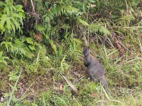 Bất ngờ phát hiện 3 con chuột túi nặng hơn 10 kg ở Cao Bằng