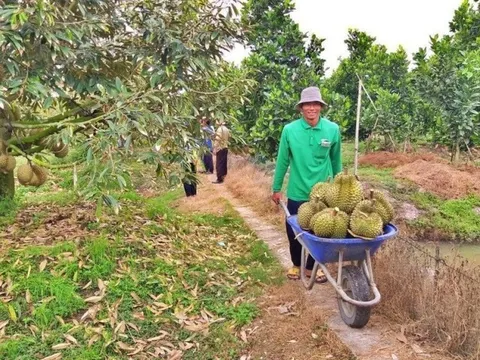 Khởi sắc xuất khẩu sầu riêng, cẩn trọng khi phát triển "nóng"