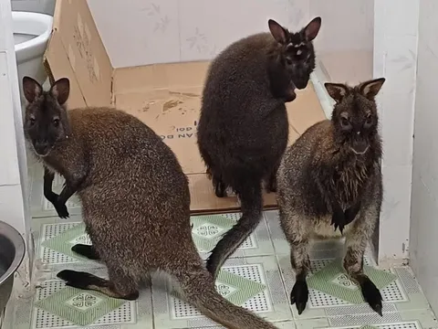 Vụ 3 con chuột túi nhảy tung tăng ngoài tự nhiên: Không thể nhốt vào lồng sắt