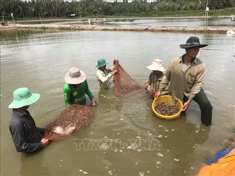 Giá tôm nguyên liệu tăng đột biến