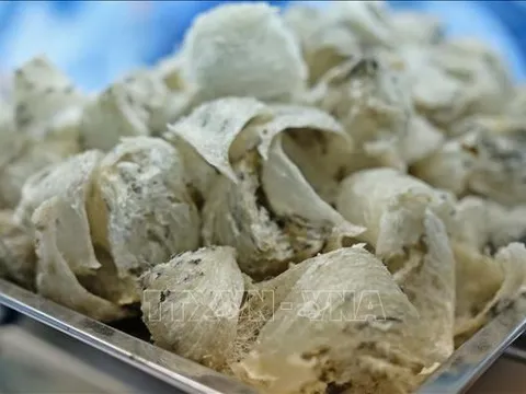 Sắp xuất khẩu lô tổ yến đầu tiên sang Trung Quốc