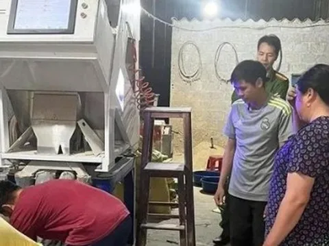 Lật tẩy chiêu trò hô biến loại gạo nổi tiếng nhất Lào Cai thành màu xanh